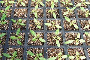 Bayındır`da İklime Göre `Fidelik` Üretimi