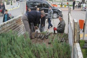 Bayramiç`te 10 Bin Fidan Dağıtıldı