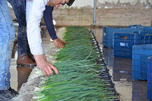 Beypazarı`nda Sebze Sezonu Açıldı