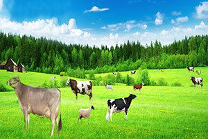 Beyşehir`de Hayvancılığın Sorunları Tartışıldı