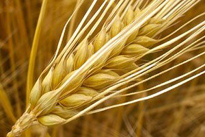 Buğdayda Rekor Bekliyoruz