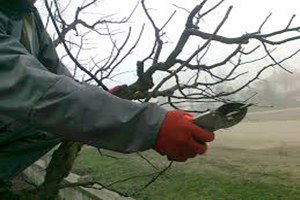 Burdur Çiftçilere Uygulamalı Ağaç Budama Kursu