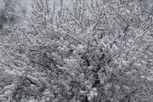 Nevşehir Çiçek Açan Ağaçlara Kar Yağdı