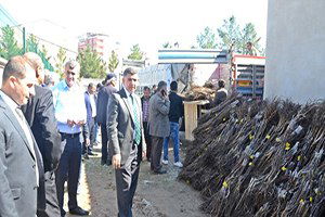 Çiftçilere Ceviz Ağacı Fidanı Dağıtıldı