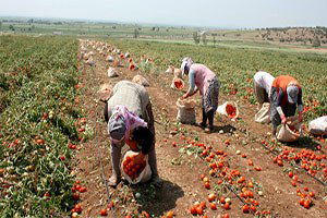Domates Üreticisi Fiyatlardan Memnun Değil