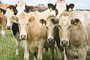 Ege Bölgesinde En Az Sığır Uşak`ta