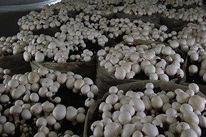 Erdemli`de Üzüm ve Kültür Mantarı Yetiştiriciliği Kursu