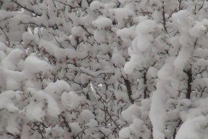 Erken Çiçek Açan Meyve Ağaçlarını Don Vurdu