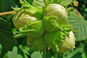 Fındık Üreticisinde Zirai Don Endişesi