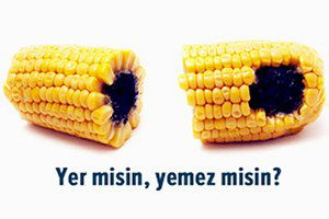 Türkiye`de Yetiştirilen Mısırlar Gdo İçermiyor