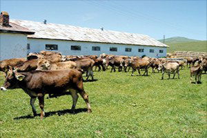 Geçimini Tarım Ve Hayvancılıkla Sağlayan Köylüler Zor Günler Geçiriyor!