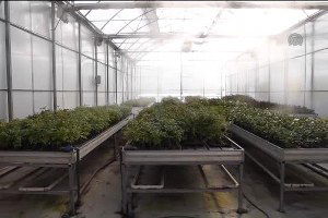 Gül Serası Gülderen Robot`a Emanet