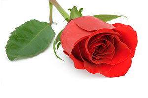 Gülde Yeni Rota Uzakdoğu