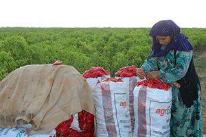 Uzmanlar Harranlı Çiftçileri Bilgilendirecek