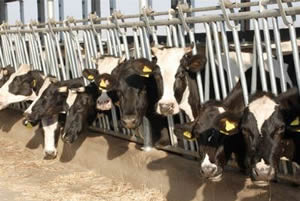 Hayvancılık Proje Yatırımlarında Rekor Başvuru