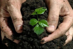 Hizan`da Fidan Satışları Başladı