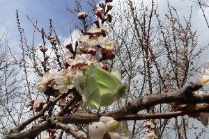 Iğdır`da Kayısı Ağaçları Çiçek Açtı