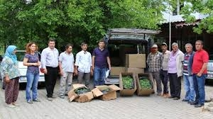 70 Bin Adaçayı ve Kekik Fidesi Dağıtıldı