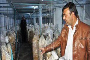 İstiridye Mantarı Kazanç Kapısı Oldu