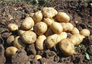 Kıbrıs Patatesi Yok Fiyatına Satılıyor