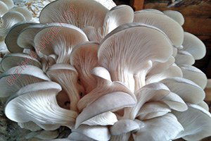 Kadınlara Kayın Mantarı Yetiştiriciliği Anlatıldı