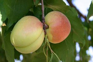 Belediye Ücretsiz Kayısı Fidanı Dağıttı