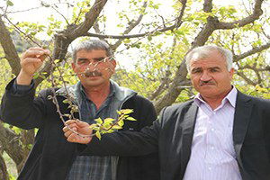 Mut`ta Kayısıyı Don Vurdu