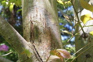 Erfelek Kestanesine Dal Kanseri Darbesi