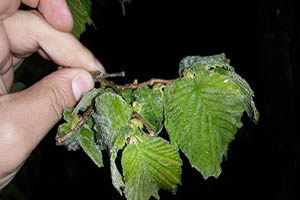 Orta Ve Yüksek Kesimlerde Zirai Don Oldu