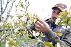 Kırağı Meyvede Yüzde 35 Zarara Yol Açtı