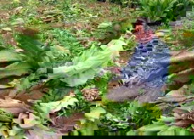 Kozluklulardan Tütün Fiyatına Tepki