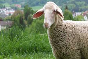 Varto`da Küçükbaş Hayvan Dağıtımı