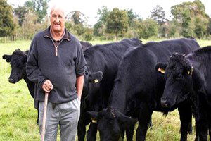 Kütahya`da Sığır Sayısı 171 Bin 141, Manda Sayısı da 2 Bin 965