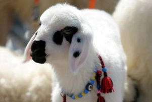 Malatya`da Kuzu Yarışması Düzenlenecek