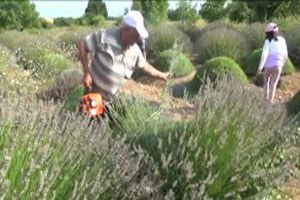 Lavanta Konya`da Kadınların Geçim Kaynağı Olacak