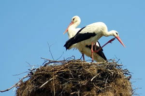 Avrupa`da Leylekler Göçü Bıraktı, Çöp Yiyor