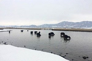 Mandalar Yaz Kış Su İçerisinden Taze Ot Yiyor