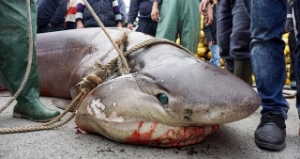 Marmara`da 1 Tonluk Dev Köpek Balığı Yakalandı