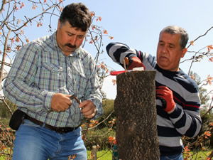 Yabani Menengiçler Sakız Bahçesi Oluyor