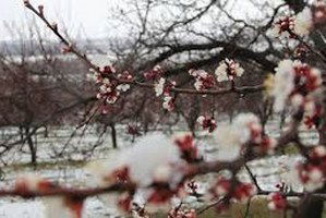 Soğuk Hava Meyve Ağaçlarını Vurdu
