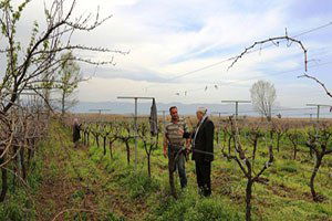 İznik`te Yaşanan Don Zararına Yerinde İncelemede