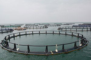 Ordu`da Su Ürünlerinde Büyük Artış