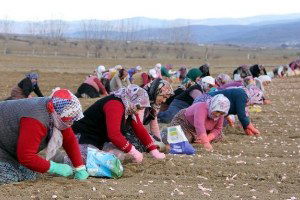 `Beyaz Altın`ın Ekimi Başladı