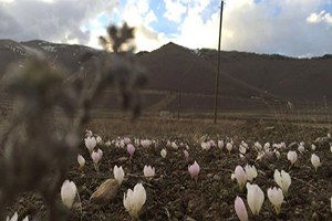 Pasinler`de Baharın Müjdecisi Kardelenler Açtı