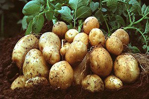 Patates Üreticisi Yeni Sezondan Umutlu
