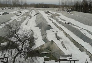 Ağaç Yerine Çelik Seralar Geliyor