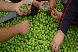 Silifke`de İlk Erik Hasadı Yapıldı