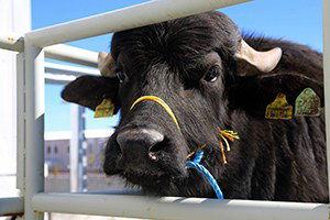 Sivas`ta Köylülere Damızlık Manda Dağıtıldı