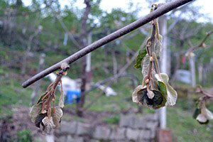 Soğuk Hava Kiviyi Olumsuz Etkiledi