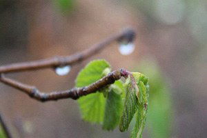 Zirai Don Yaşanabilir